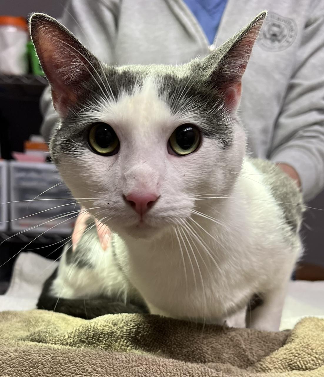 Zeus, a ADOPTABLE Domestic Short Hair in Johnston, RI image 6/6