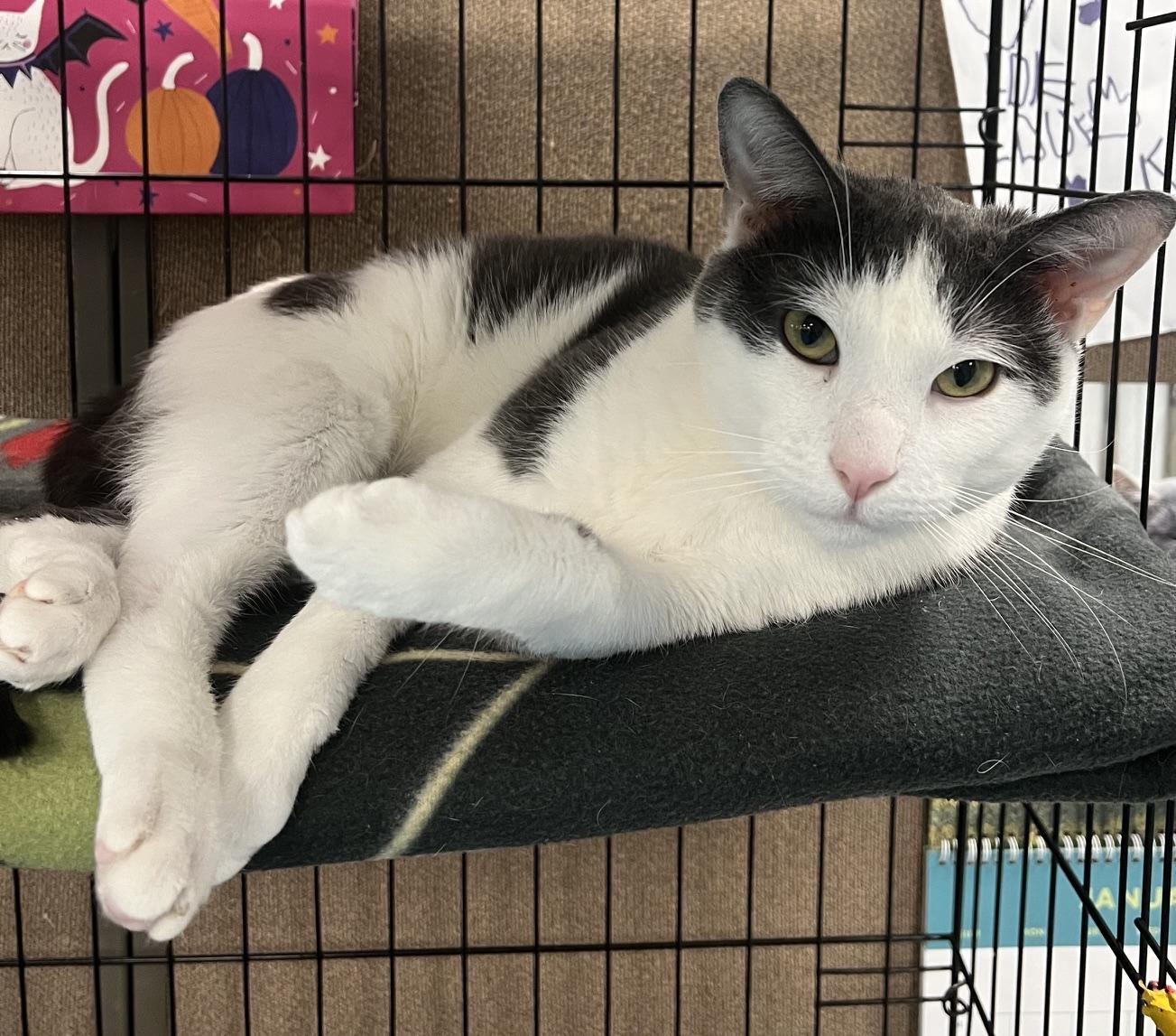 Zeus, a ADOPTABLE Domestic Short Hair in Johnston, RI image 3/6