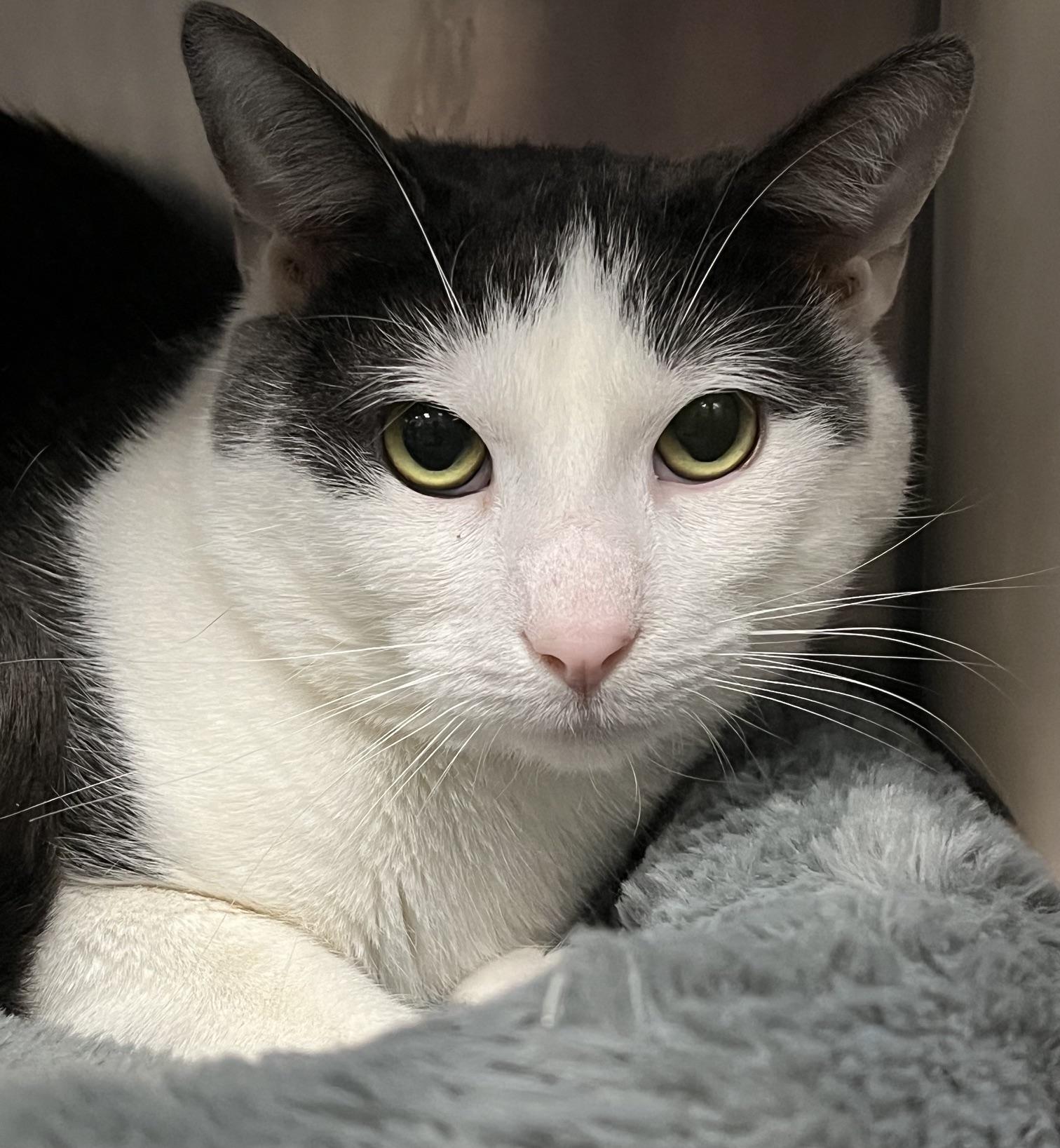 Zeus, a ADOPTABLE Domestic Short Hair in Johnston, RI image 4/6