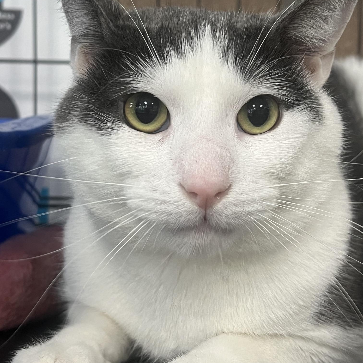 Zeus, ADOPTABLE, Young Male Domestic Short Hair.