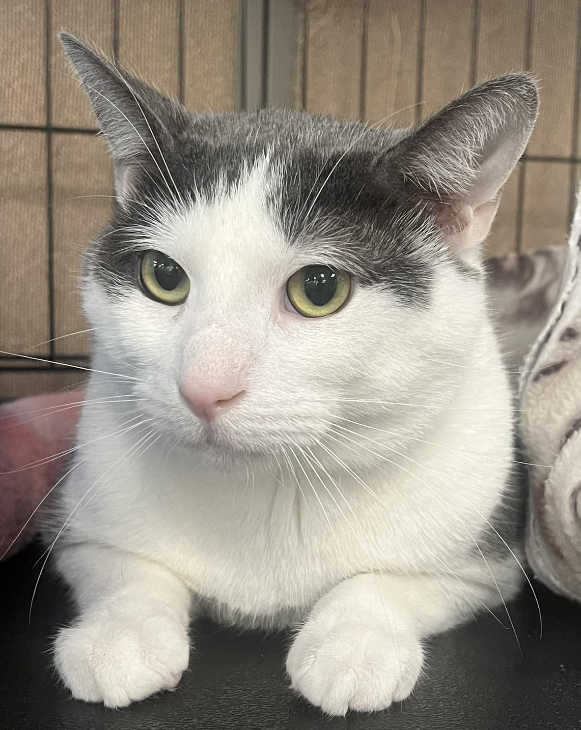 Zeus, a ADOPTABLE Domestic Short Hair in Johnston, RI image 2/6