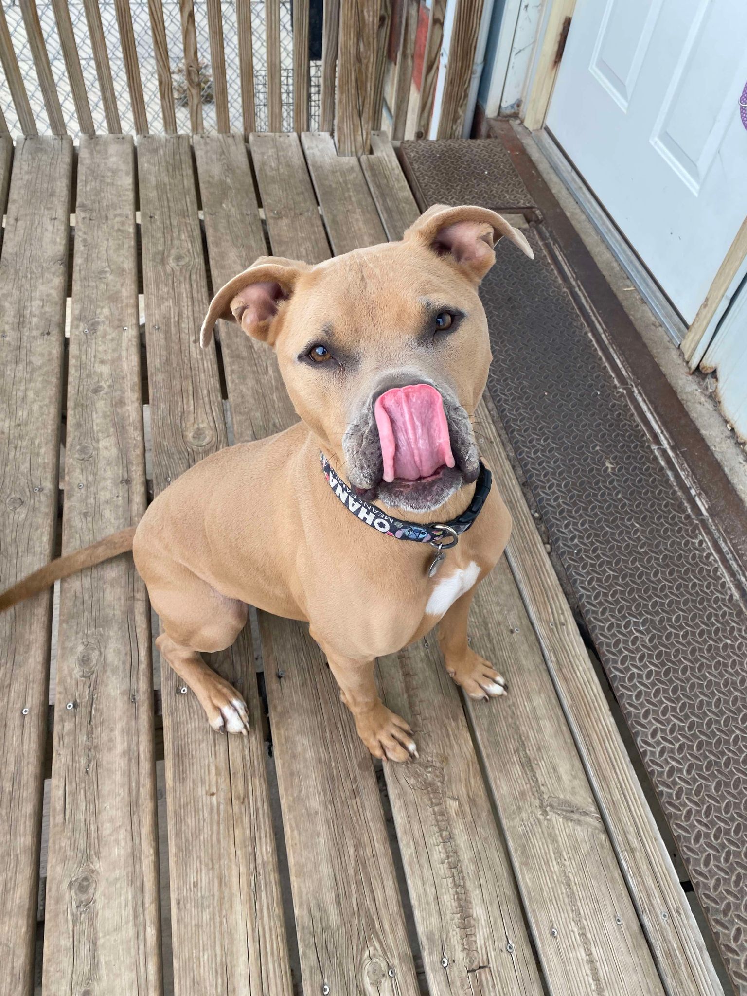 Elroy, Adoptable, Young Male Pit Bull Terrier.