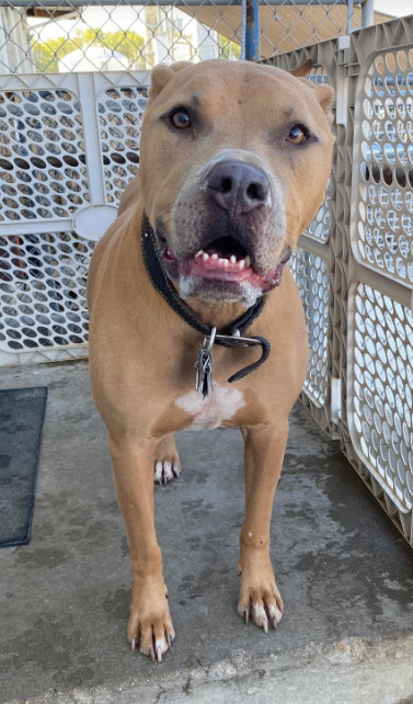 Enlarge Elroy, a Adoptable Pit Bull Terrier in La Salle, IL image 5/5
