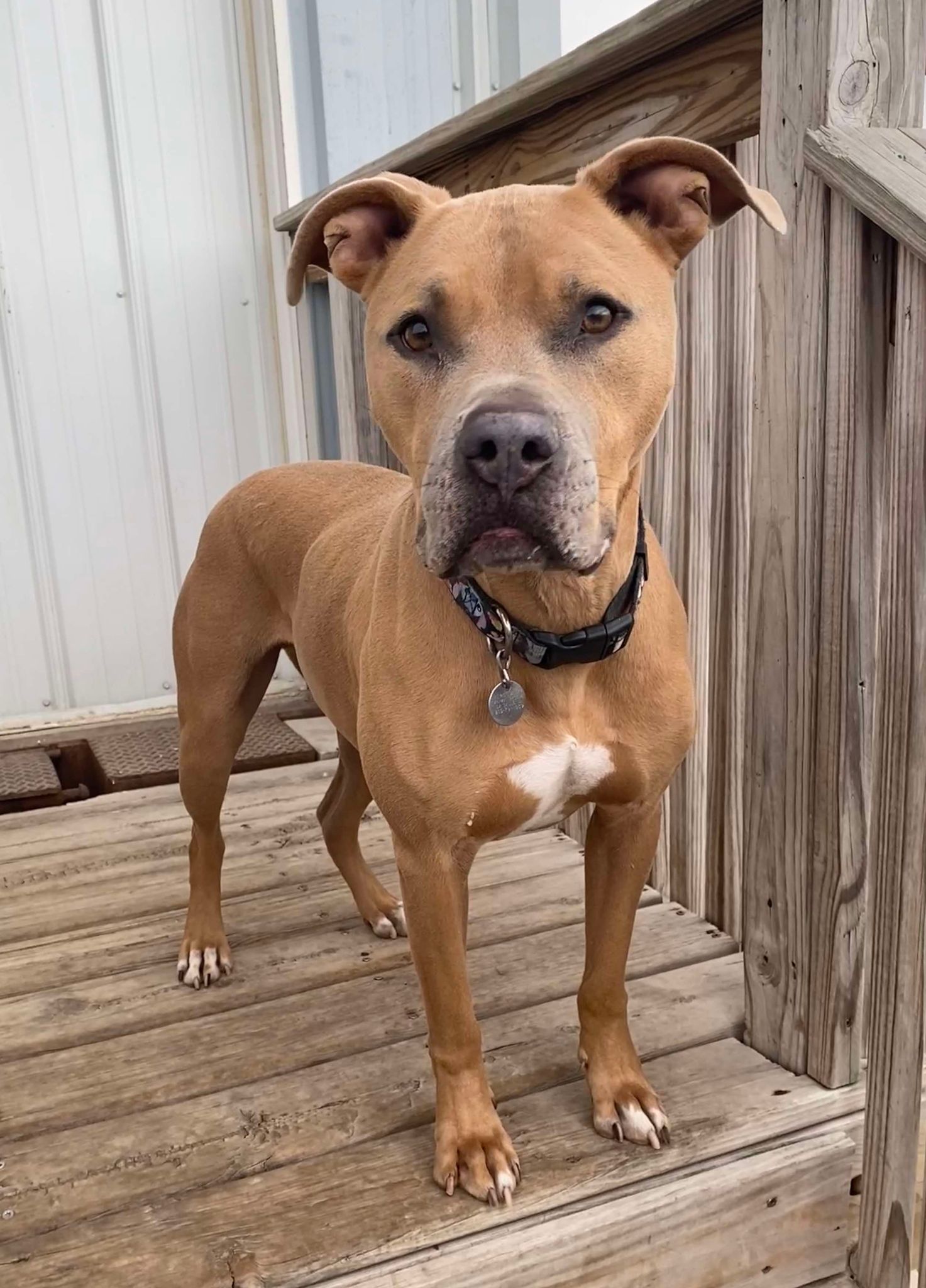 Enlarge Elroy, a Adoptable Pit Bull Terrier in La Salle, IL image 2/5