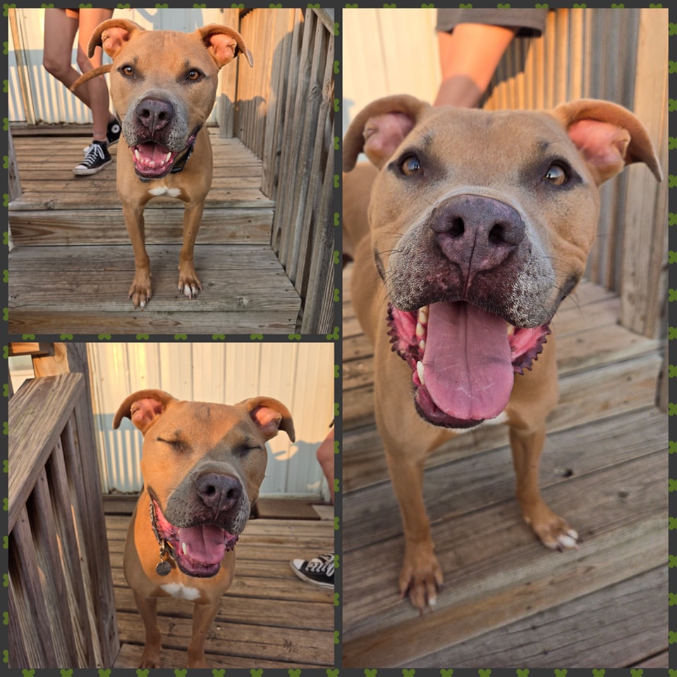 Enlarge Elroy, a Adoptable Pit Bull Terrier in La Salle, IL image 3/5