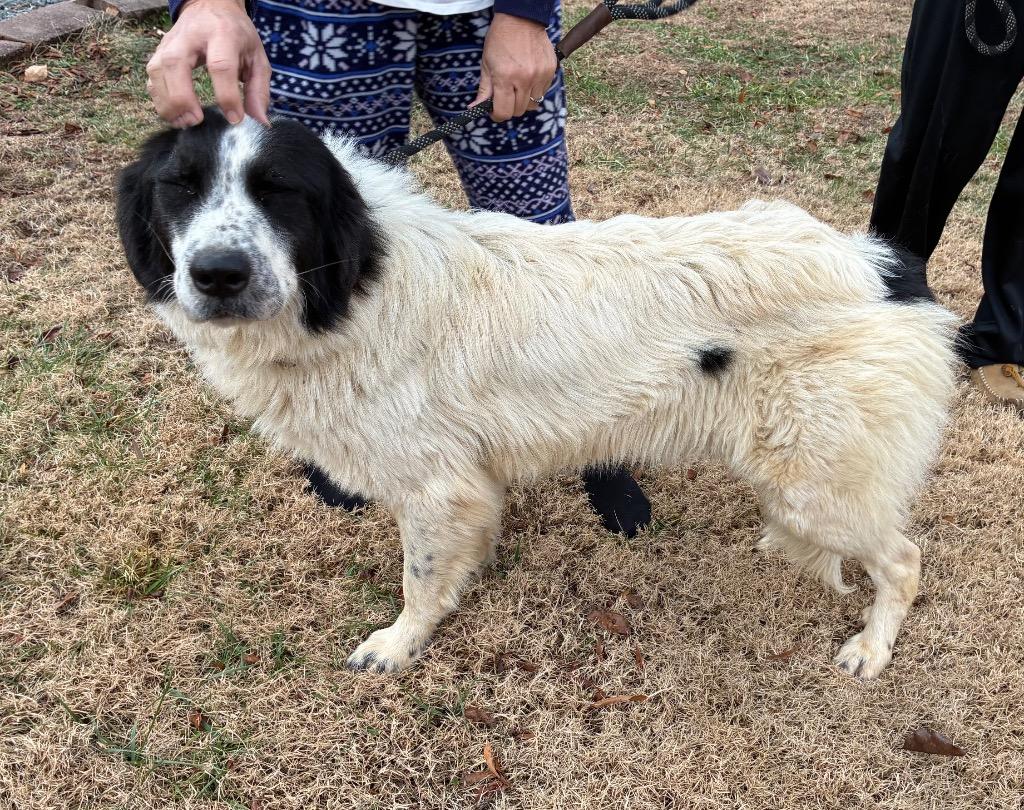 Pipsqueak, a Adoptable Great Pyrenees in Mineral, VA image 1/6
