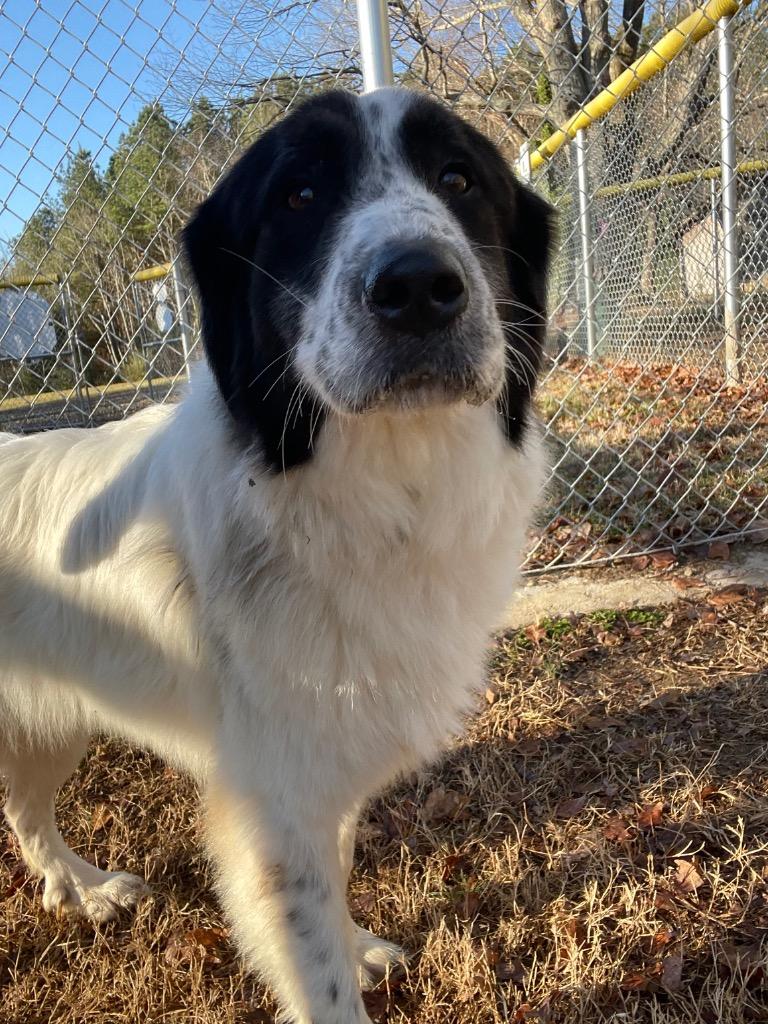 Pipsqueak, a Adoptable Great Pyrenees in Mineral, VA image 3/6
