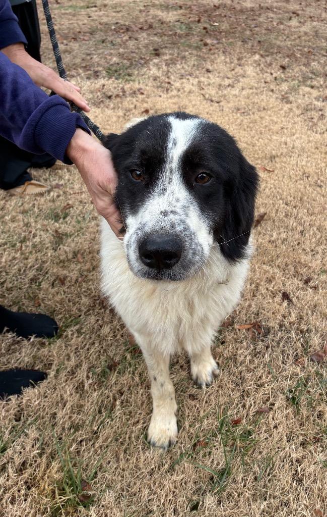 Pipsqueak, a Adoptable Great Pyrenees in Mineral, VA image 4/6