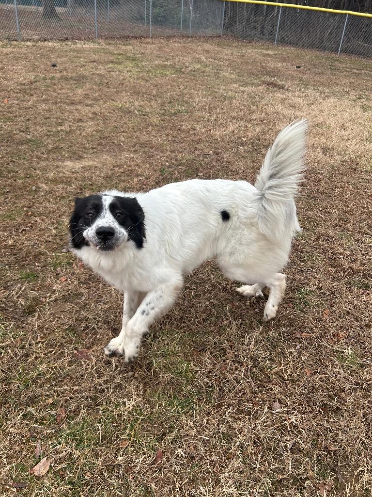 Pipsqueak, a Adoptable Great Pyrenees in Mineral, VA image 6/6