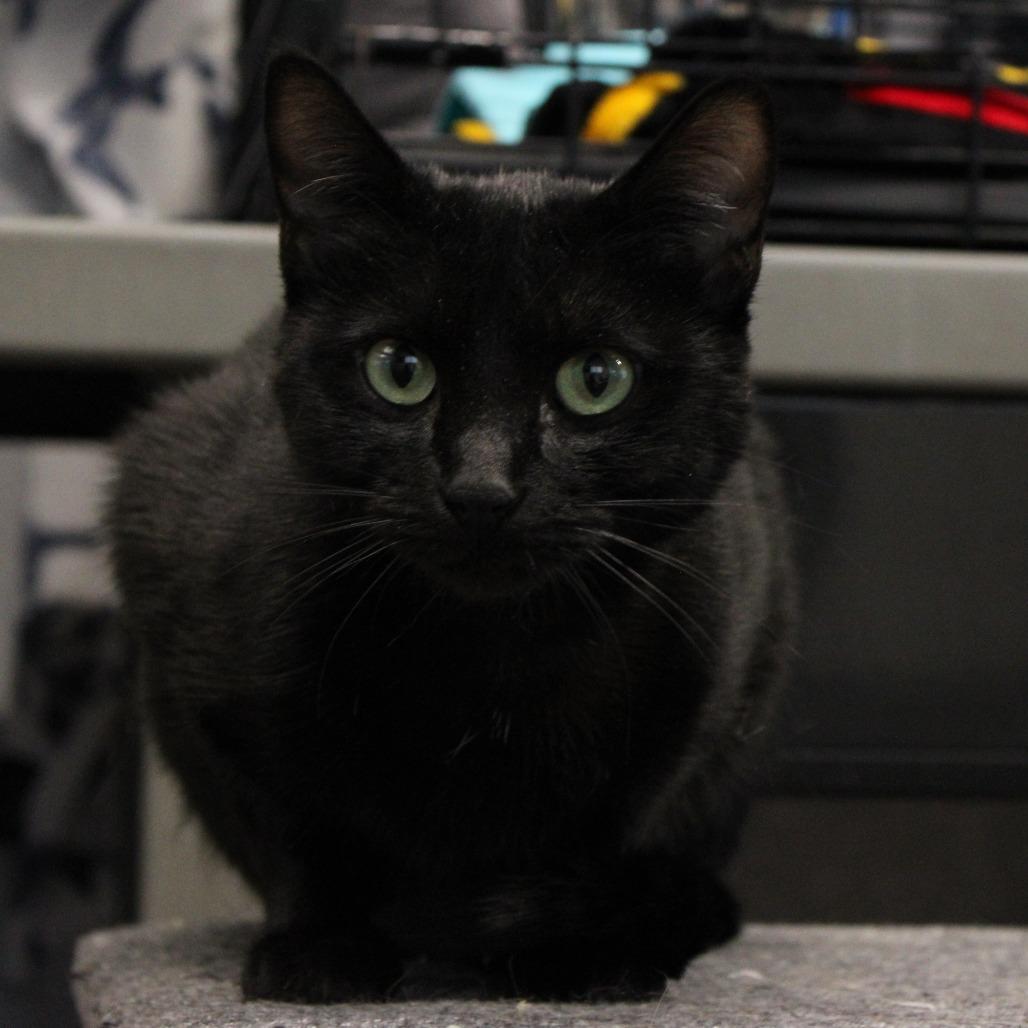 Velvet, ADOPTABLE, Young Female Domestic Short Hair.