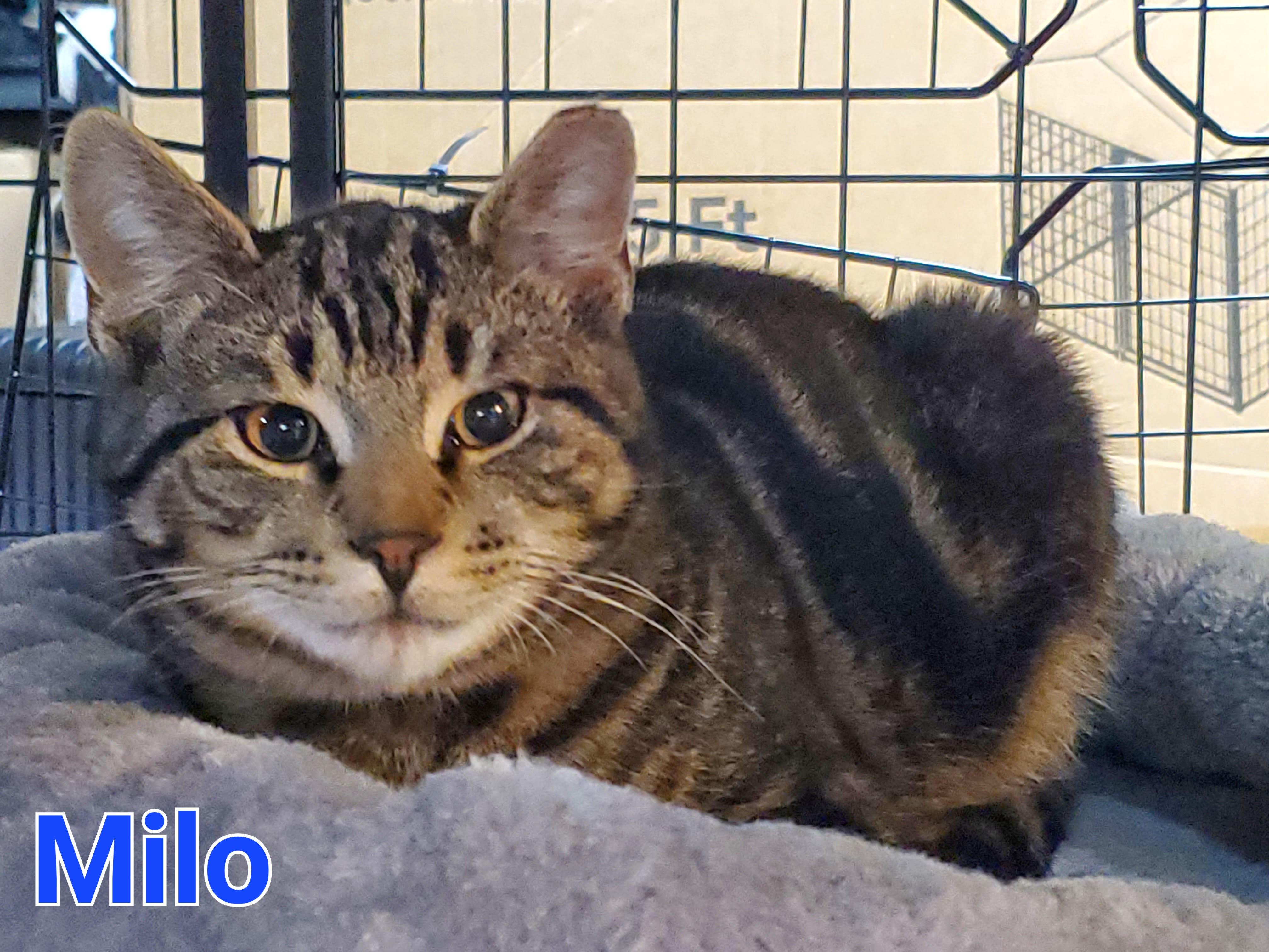 Milo, ADOPTABLE, Kitten Male Domestic Short Hair.