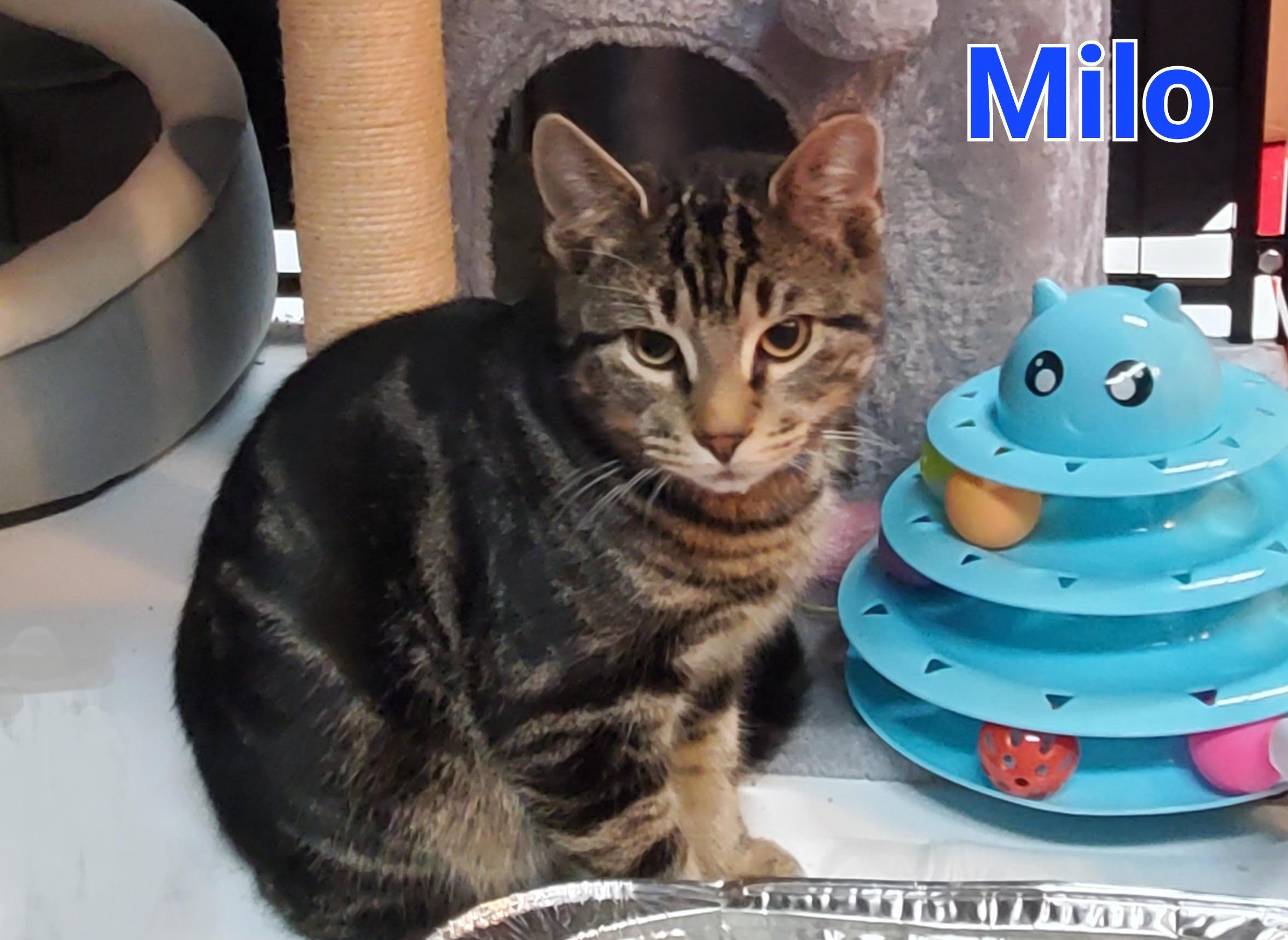 Enlarge Milo, a ADOPTABLE mixed breed in Latham, NY image 2/3