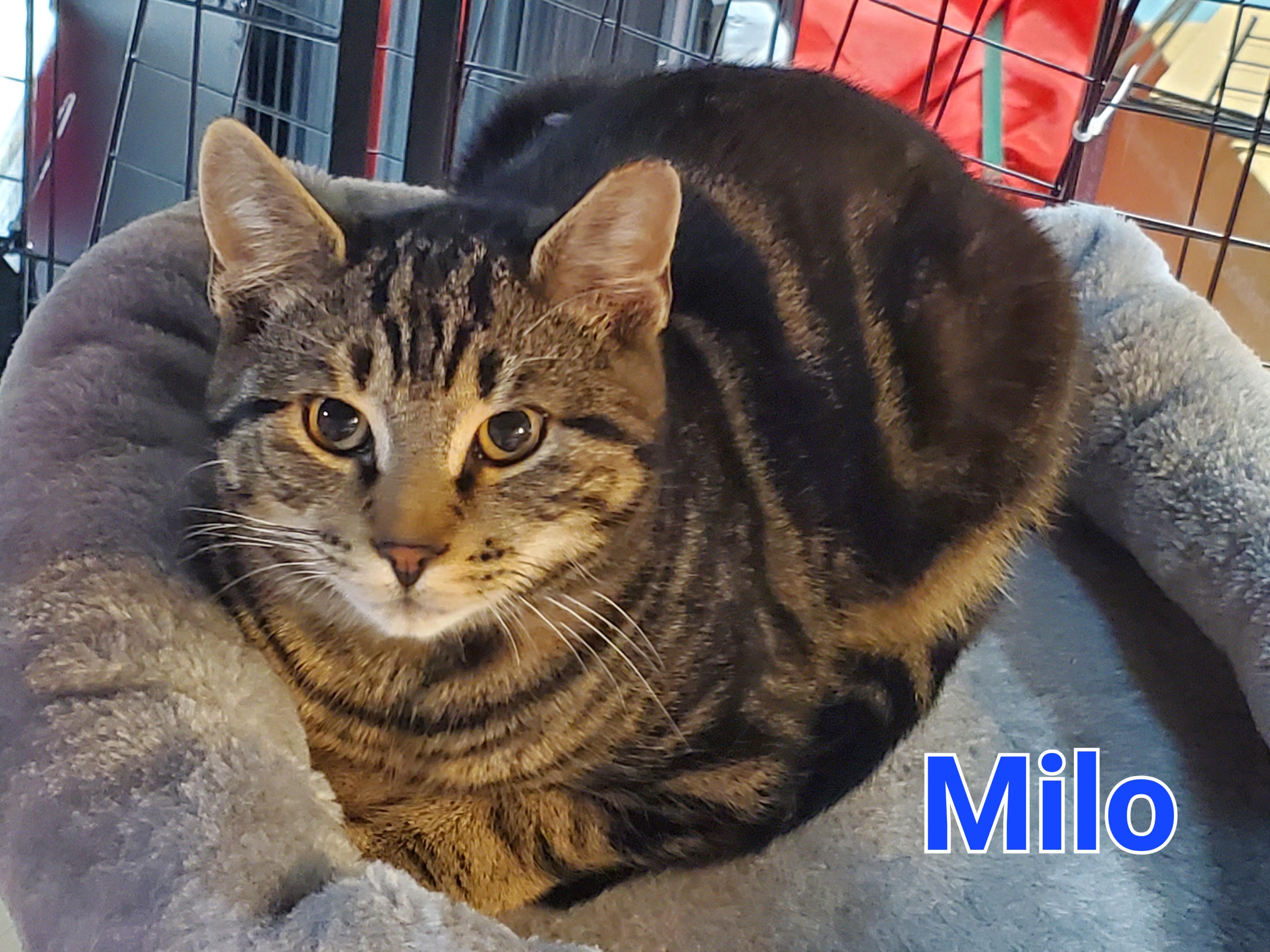 Enlarge Milo, a ADOPTABLE mixed breed in Latham, NY image 3/3