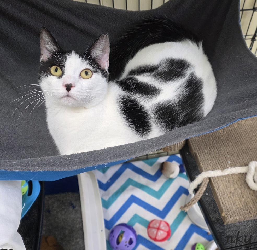 Inky, Adoptable, Young Male Domestic Short Hair.