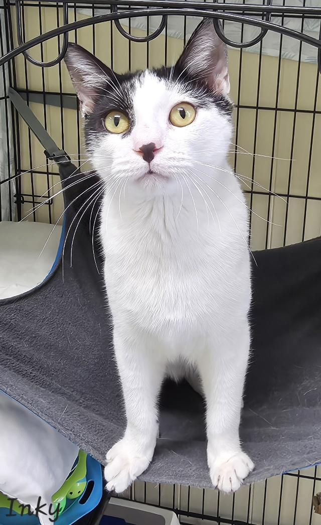 Enlarge Inky, a Adoptable Domestic Short Hair in Key Largo, FL image 2/6