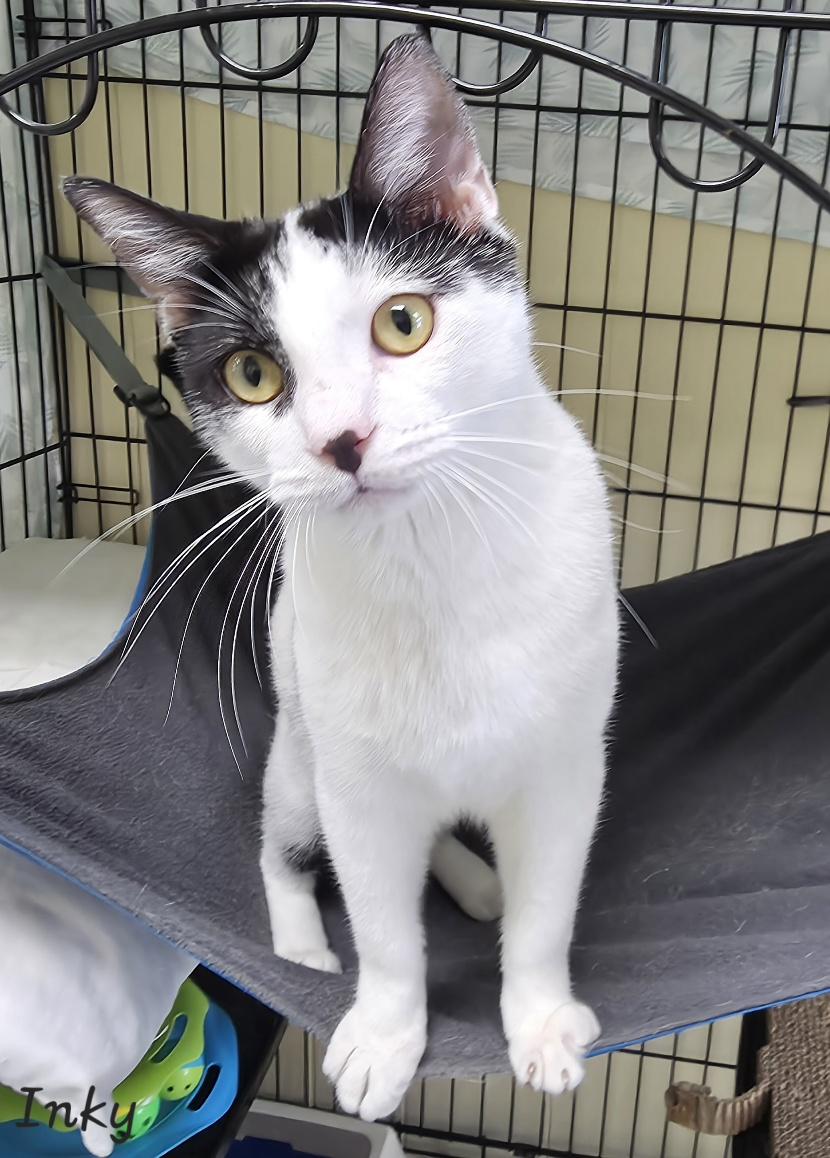 Enlarge Inky, a Adoptable Domestic Short Hair in Key Largo, FL image 3/6