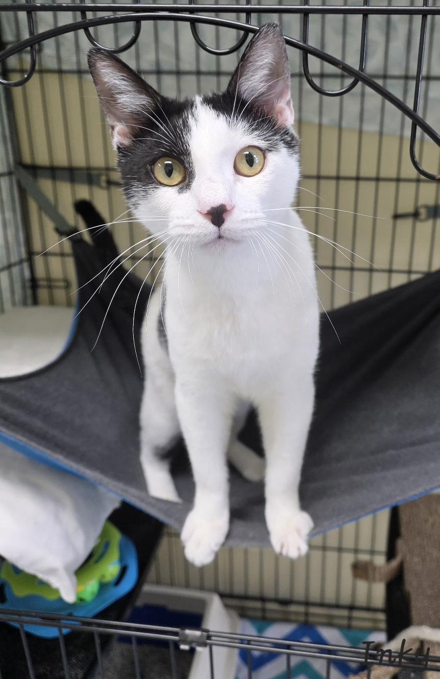 Enlarge Inky, a Adoptable Domestic Short Hair in Key Largo, FL image 6/6