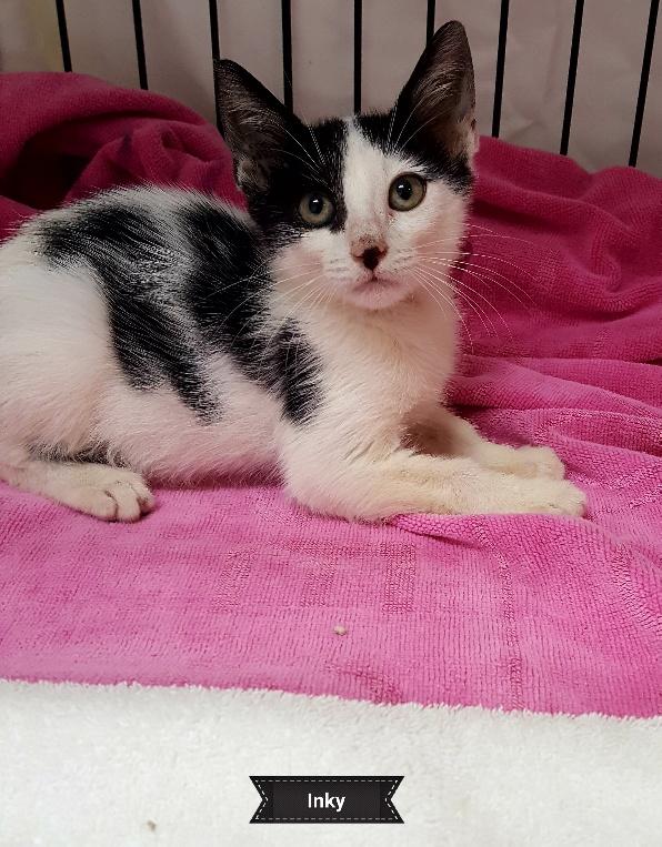 Enlarge Inky, a Adoptable Domestic Short Hair in Key Largo, FL image 1/1