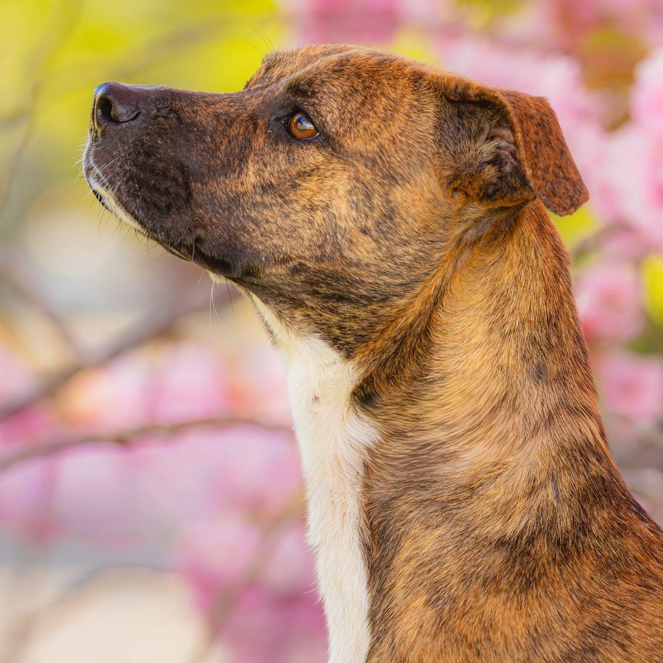Stella, a ADOPTABLE Mixed Breed in Head of Saint Margarets Bay, NS image 2/5
