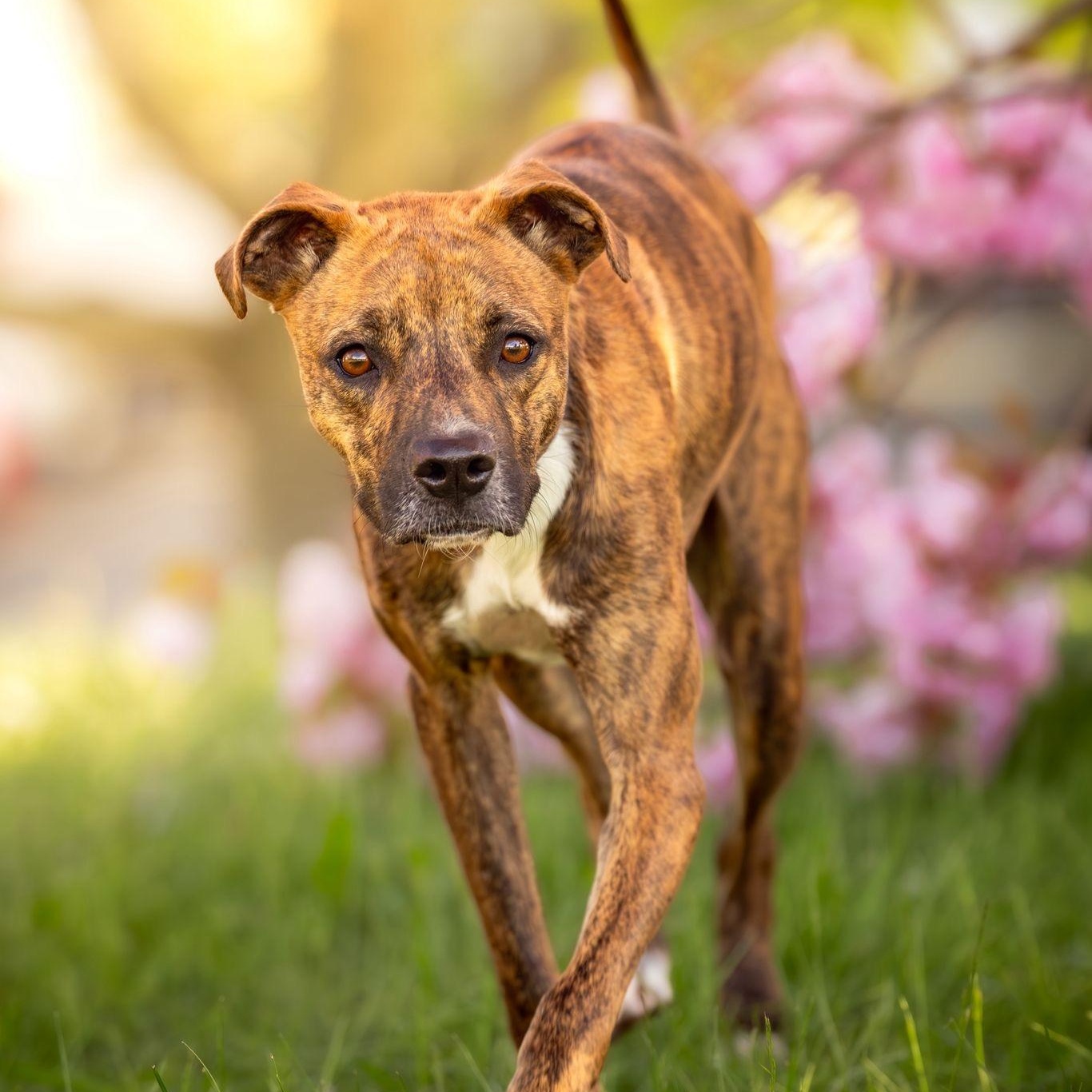 Stella, a ADOPTABLE Mixed Breed in Head of Saint Margarets Bay, NS image 3/5