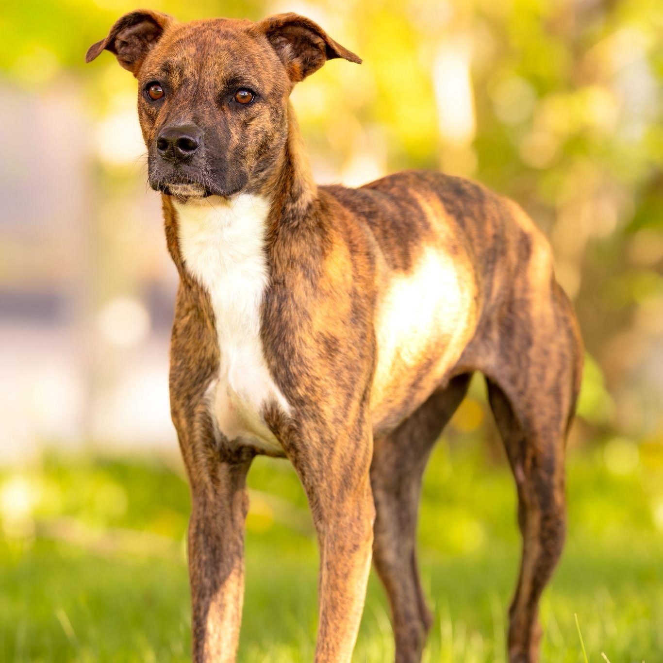 Stella, a ADOPTABLE Mixed Breed in Head of Saint Margarets Bay, NS image 4/5