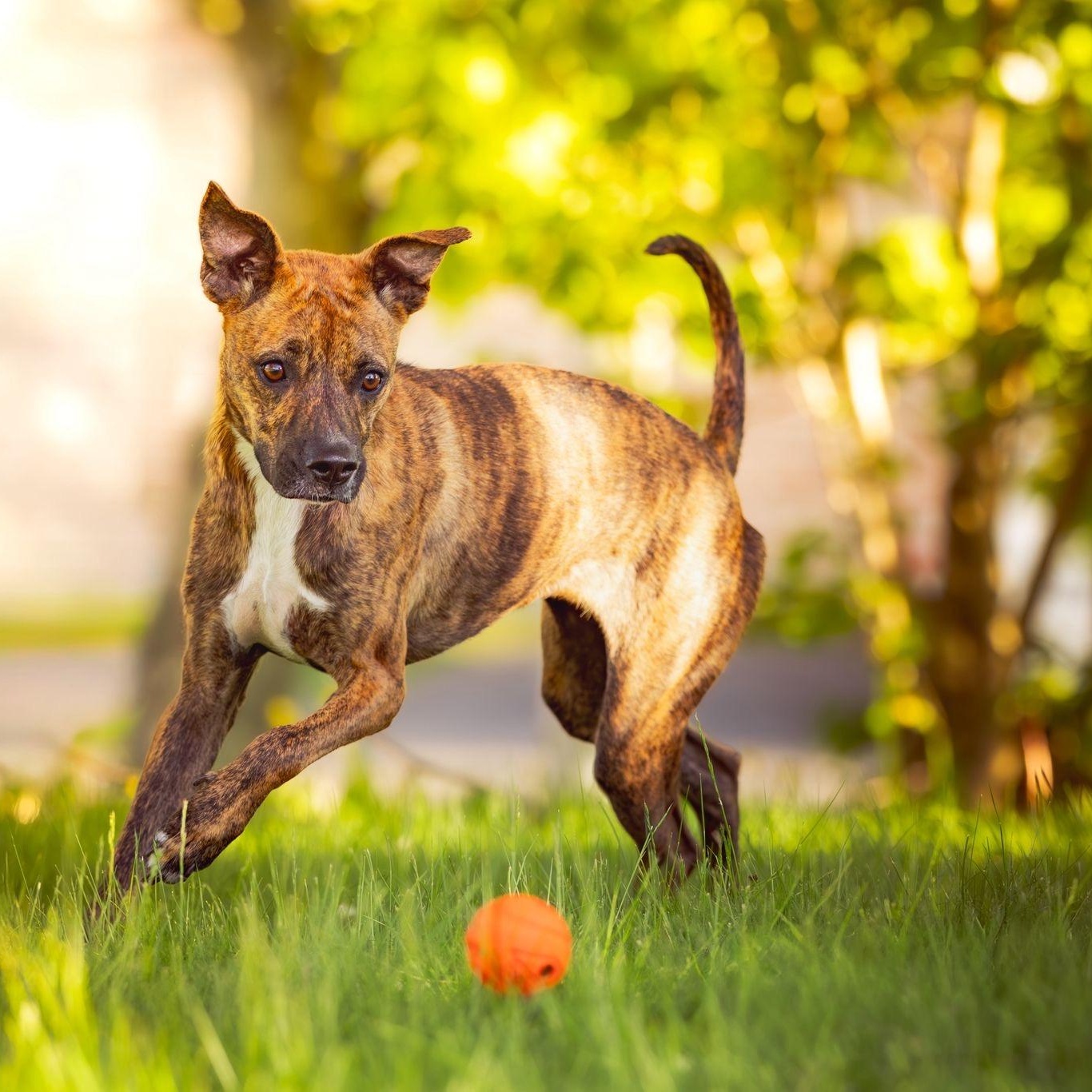 Stella, a ADOPTABLE Mixed Breed in Head of Saint Margarets Bay, NS image 5/5