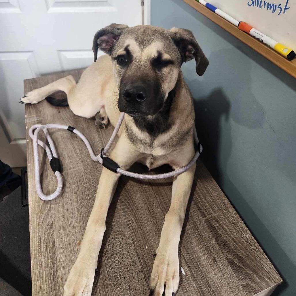 Nash, Adoptable, Puppy Male Mastiff & Coonhound.