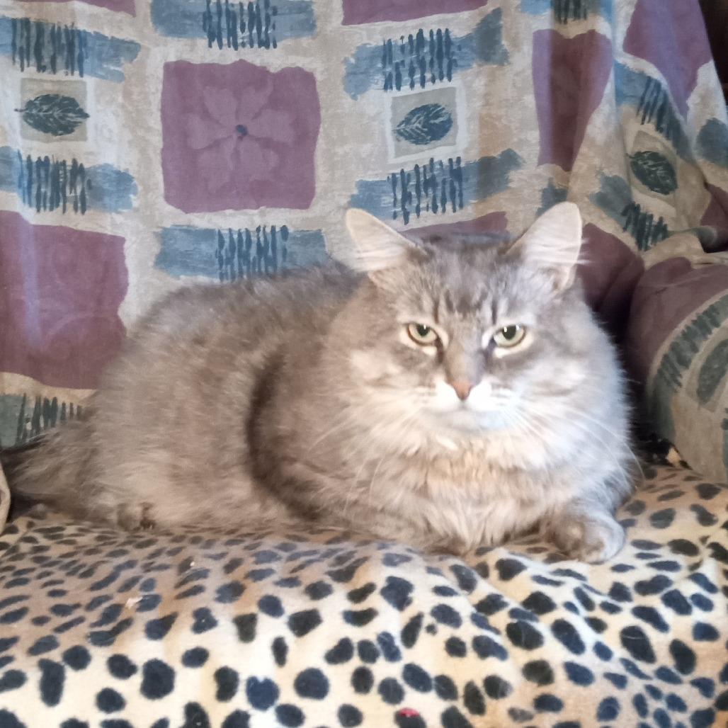 Smokey, Adoptable, Senior Male Domestic Medium Hair.