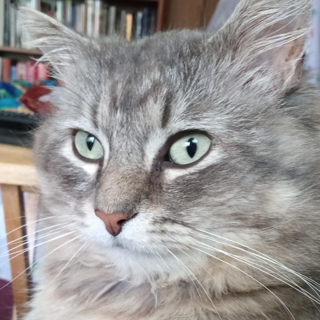 Smokey, a Adoptable Domestic Medium Hair in Coos Bay, OR image 1/2