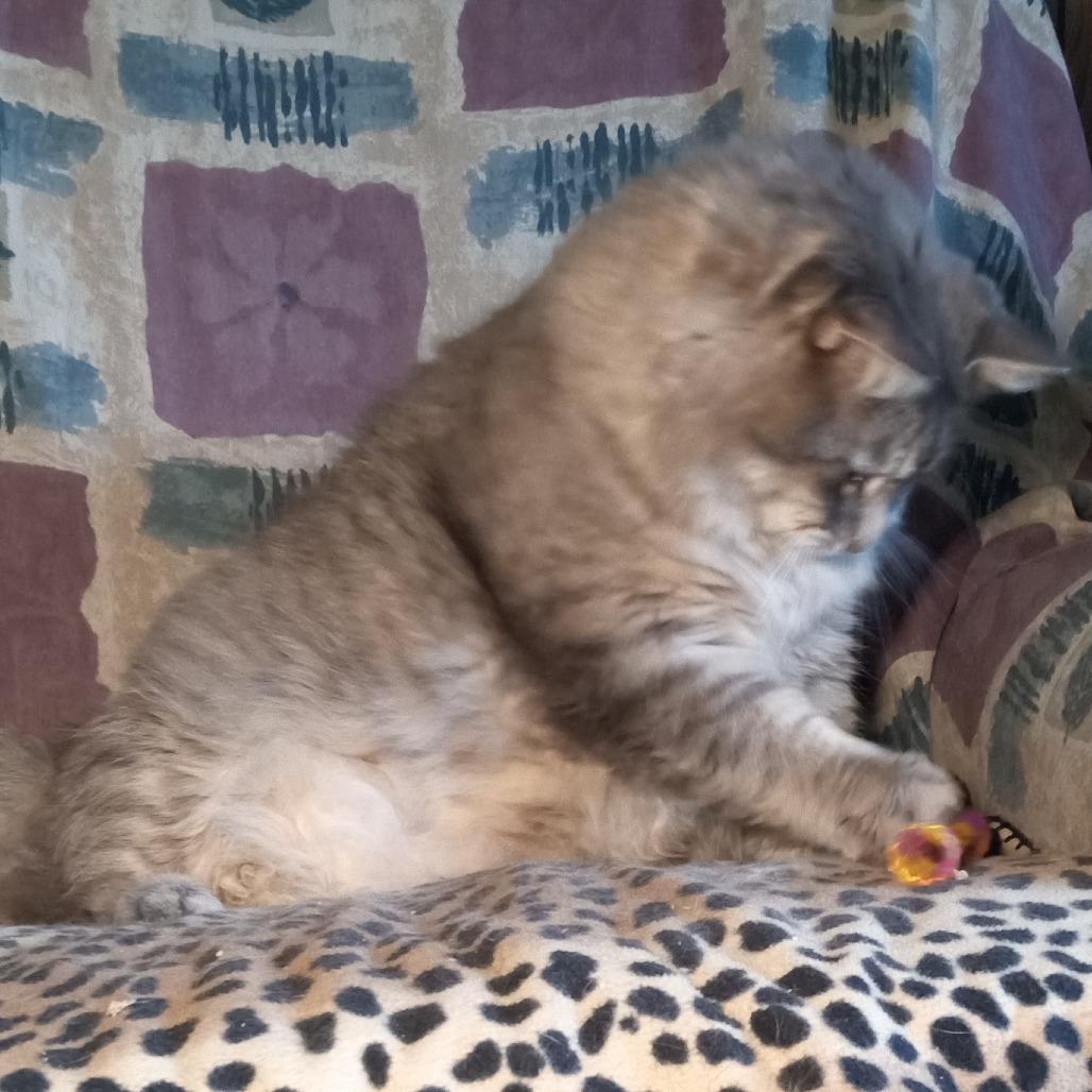 Enlarge Smokey, a Adoptable Domestic Medium Hair in Coos Bay, OR image 3/4