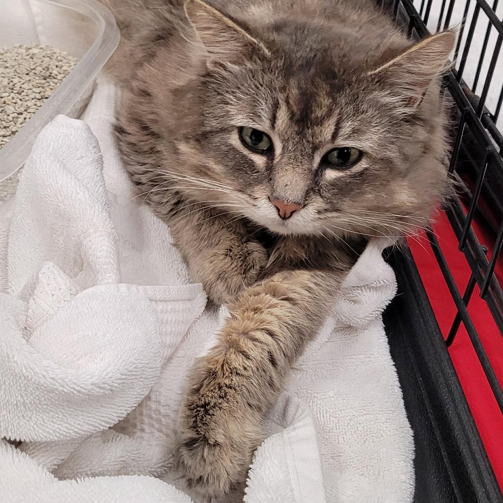 Smokey, a Adoptable Domestic Medium Hair in Coos Bay, OR image 2/2