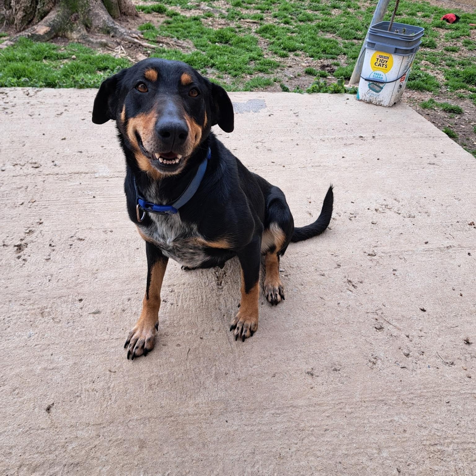 Enlarge Swiss, a ADOPTABLE mixed breed in Metropolis, IL image 2/3