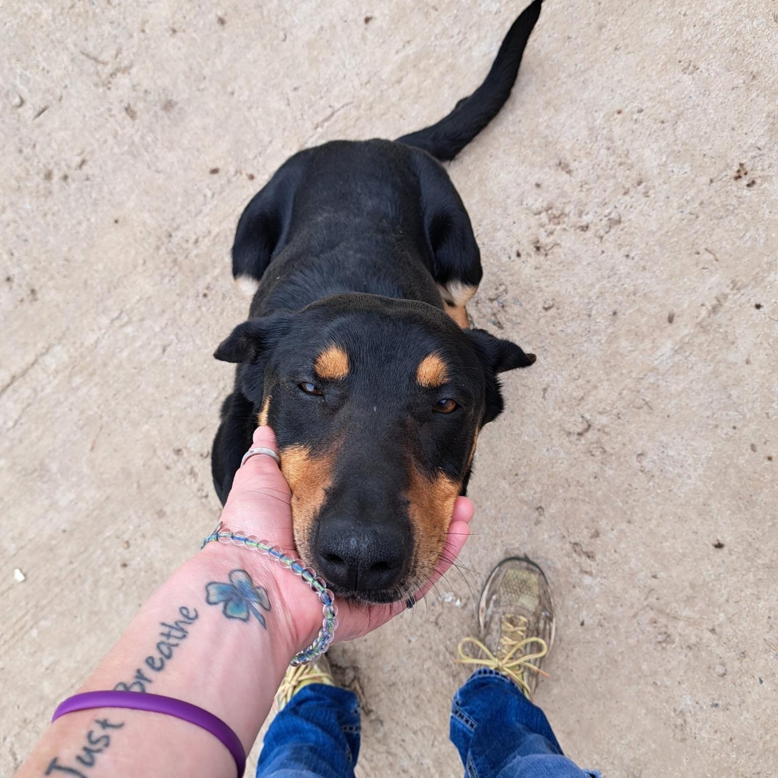 Enlarge Swiss, a ADOPTABLE mixed breed in Metropolis, IL image 3/3