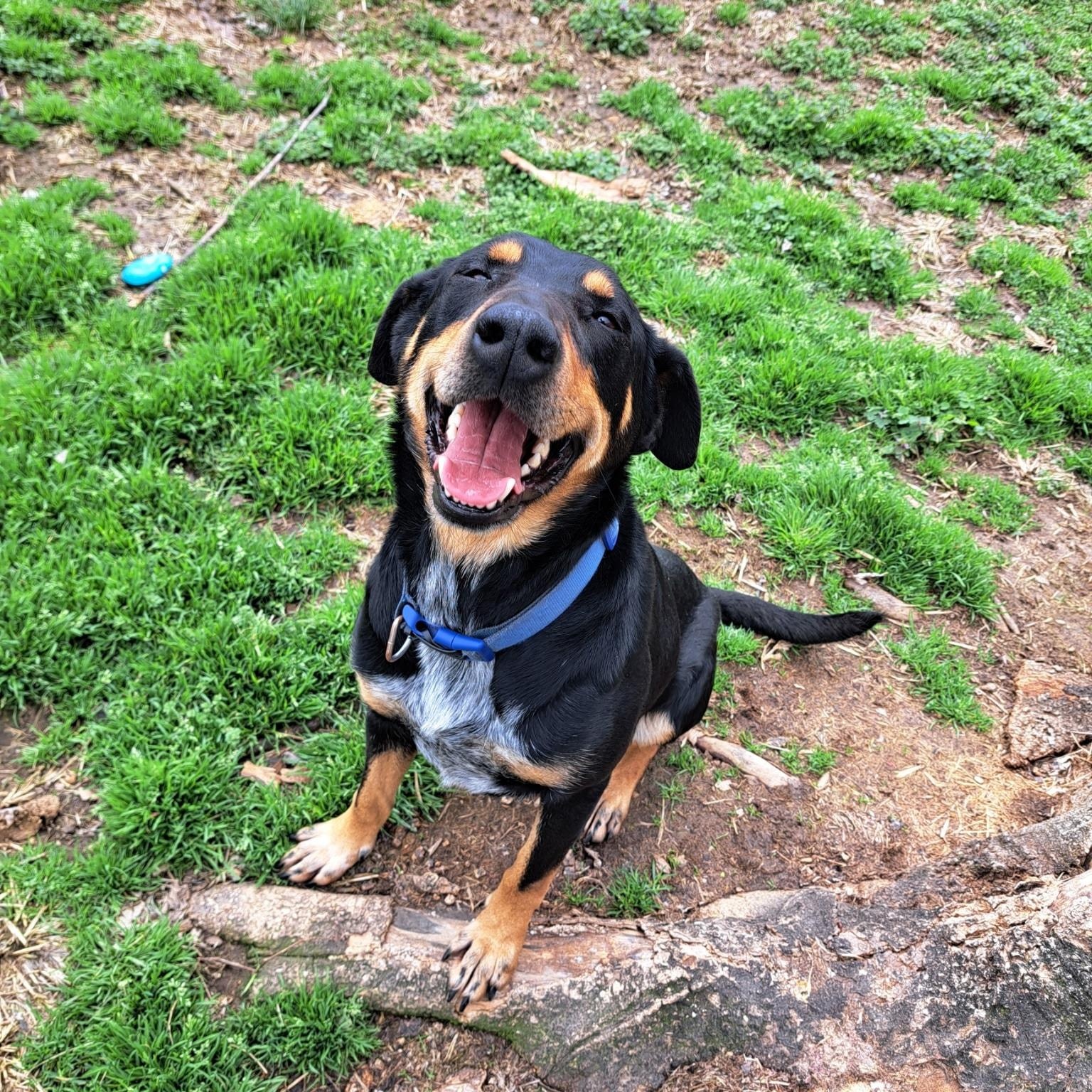 Enlarge Swiss, a ADOPTABLE mixed breed in Metropolis, IL image 1/3