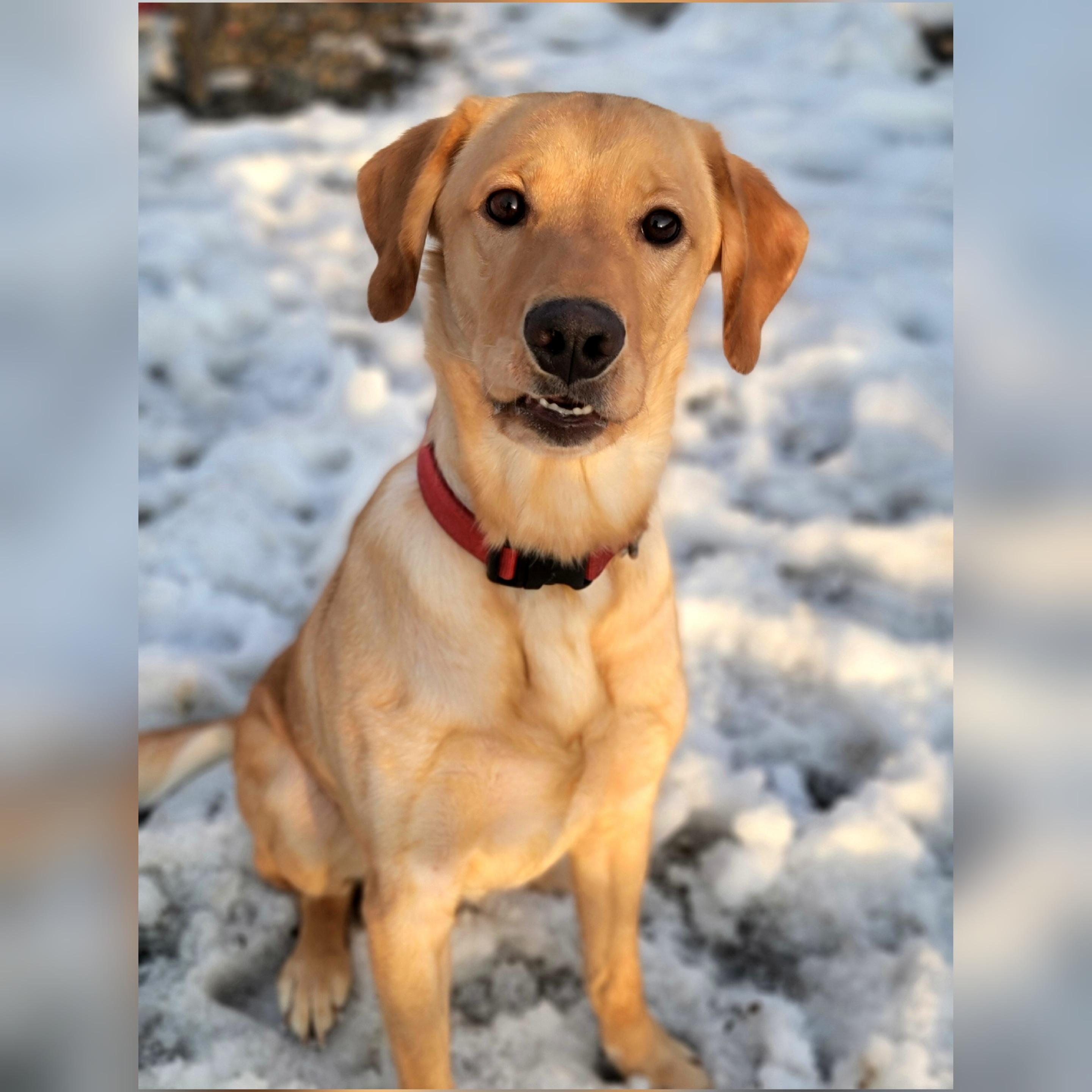 Enlarge Mallard, an adopted Yellow Labrador Retriever in Hornell, NY image 2/6