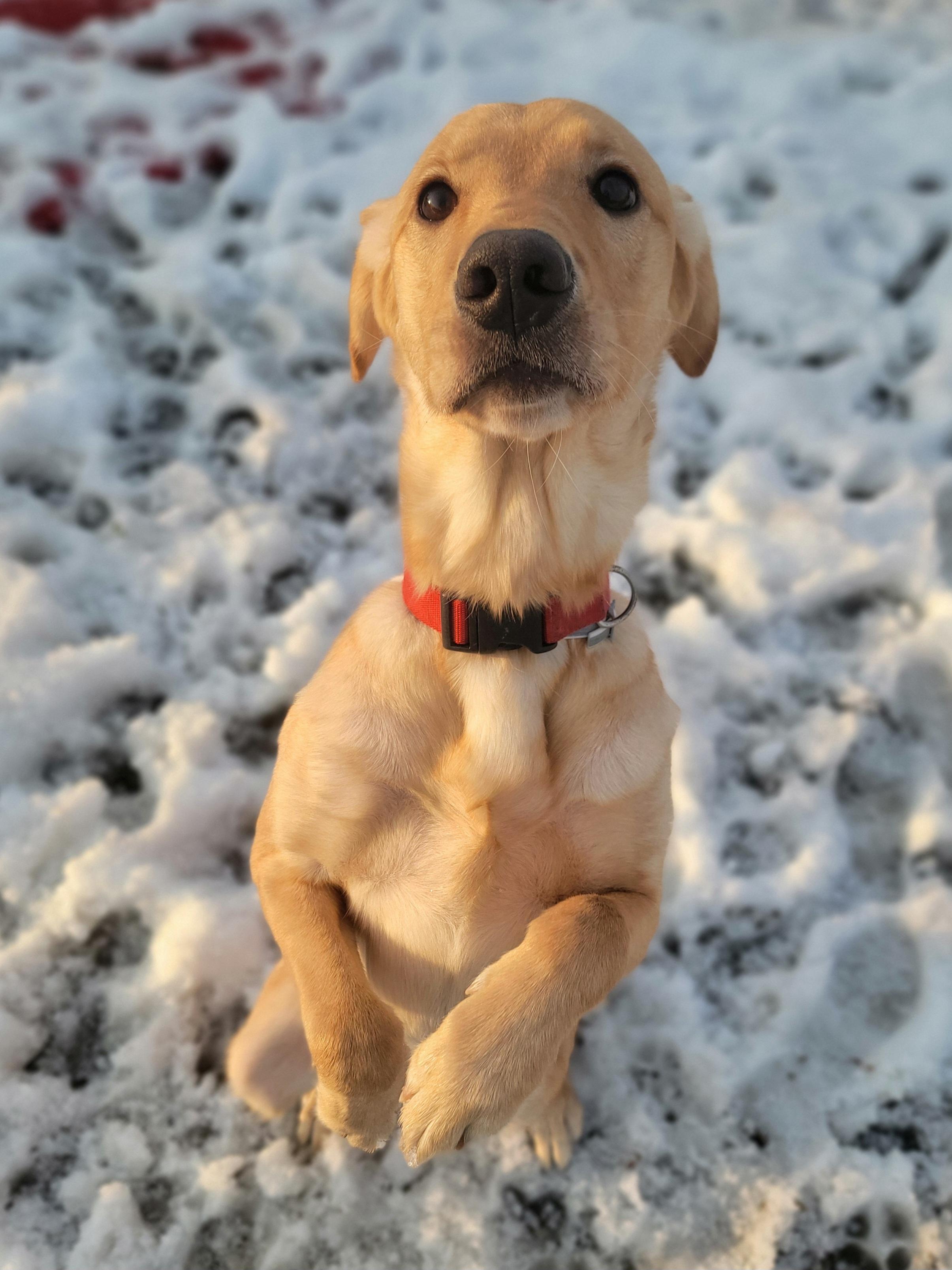 Enlarge Mallard, an adopted Yellow Labrador Retriever in Hornell, NY image 6/6