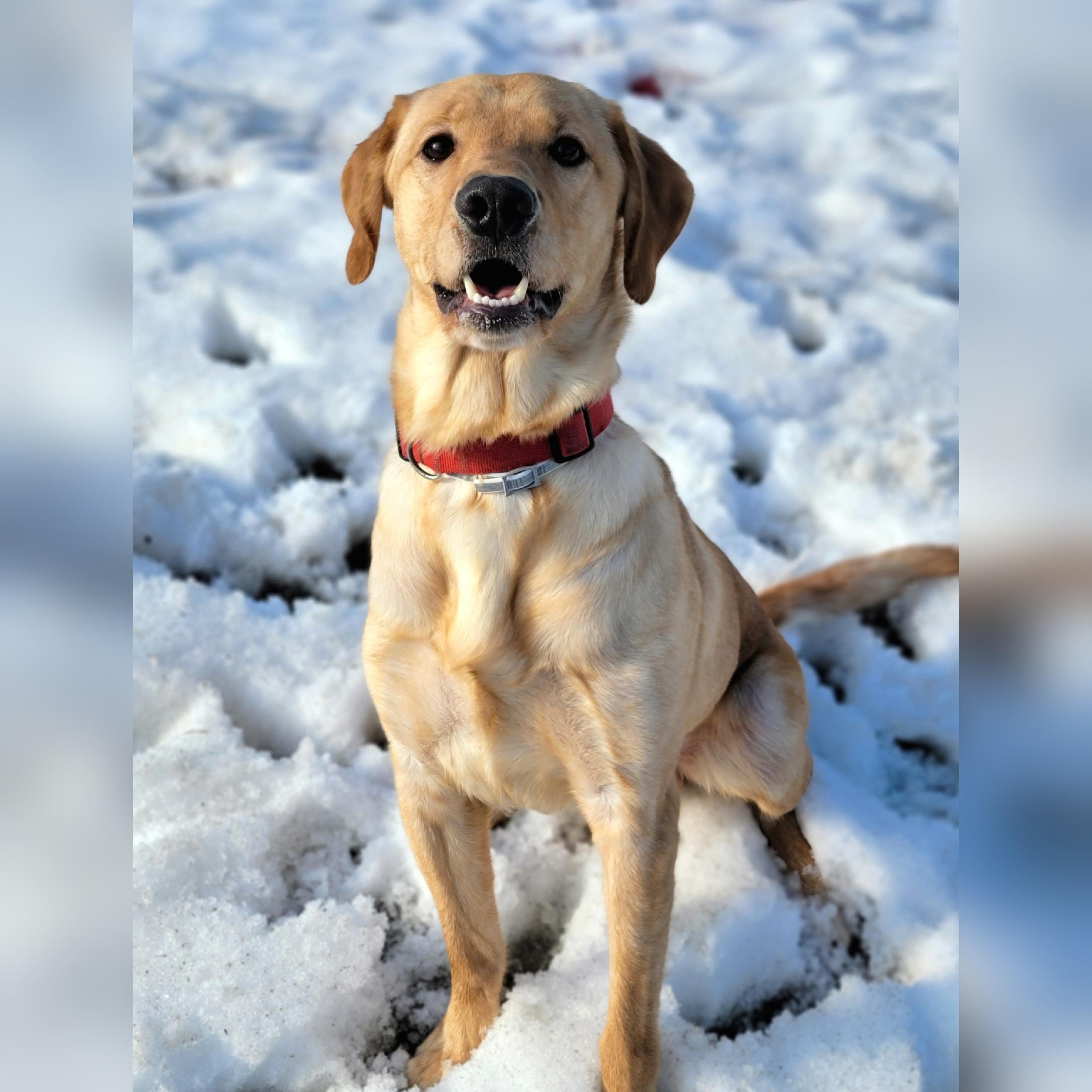 Enlarge Mallard, an adopted Yellow Labrador Retriever in Hornell, NY image 5/6