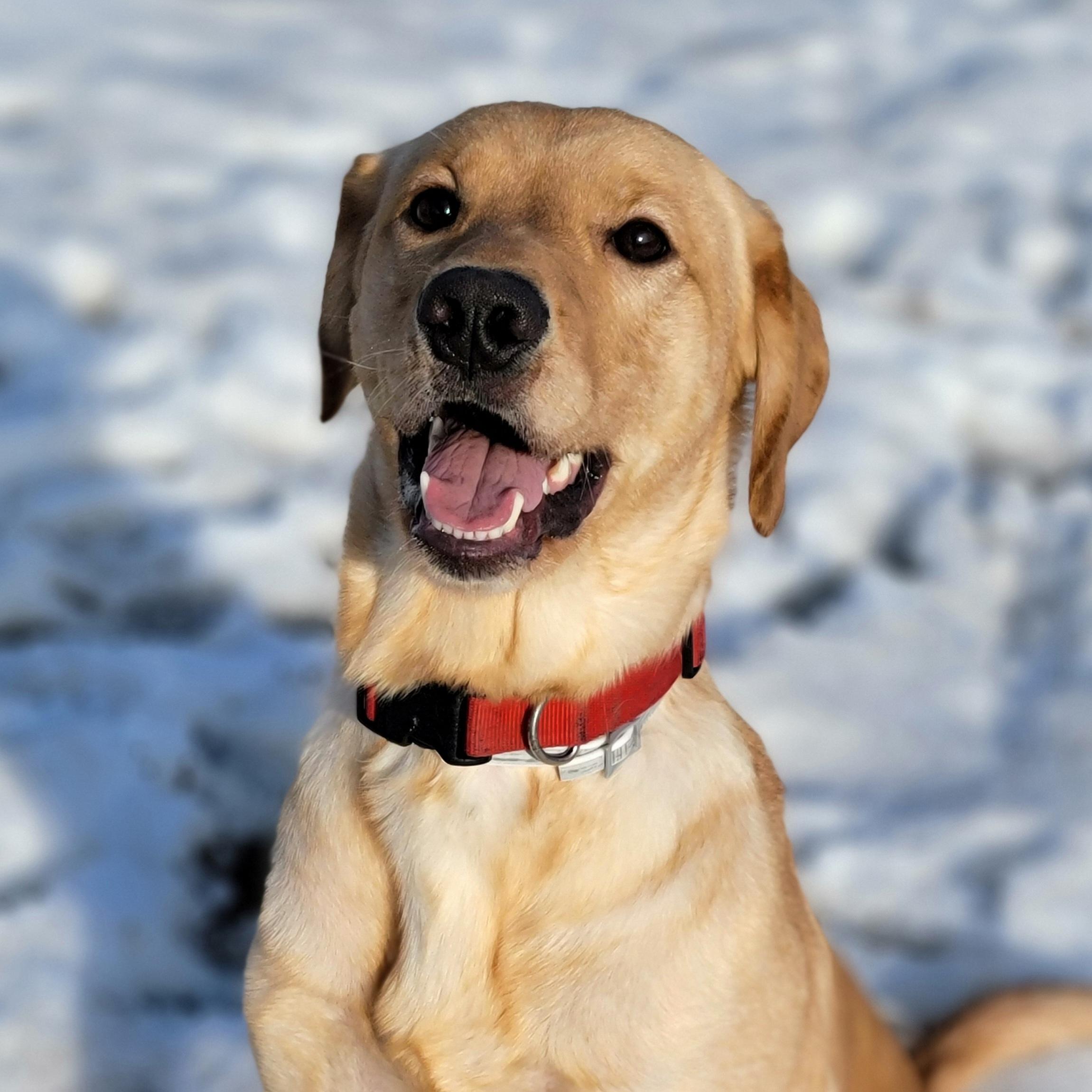Enlarge Mallard, an adopted Yellow Labrador Retriever in Hornell, NY image 3/6