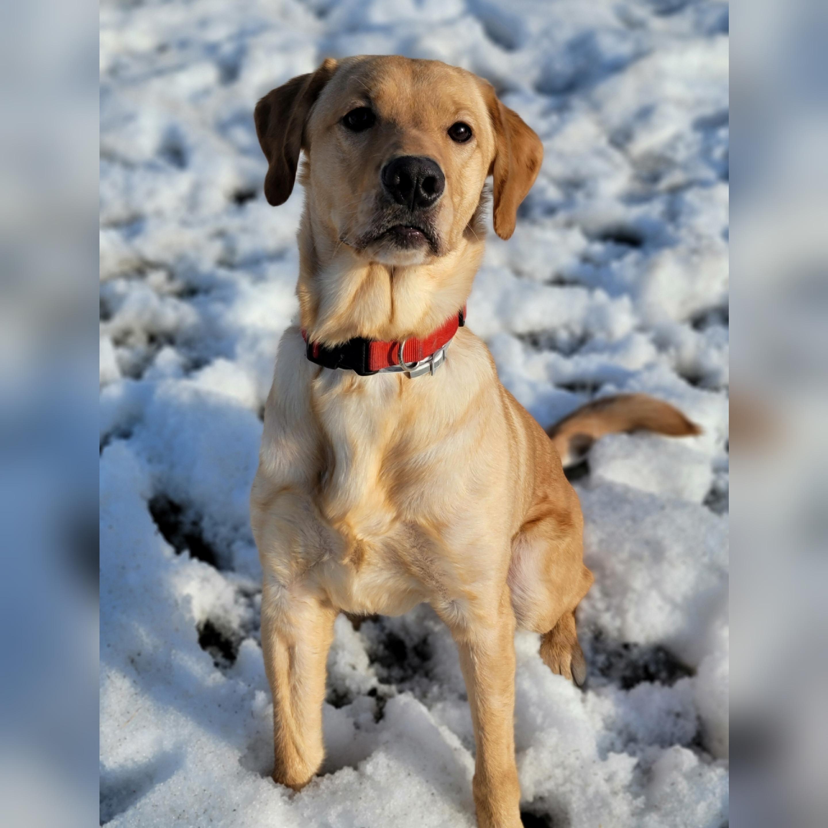 Enlarge Mallard, an adopted Yellow Labrador Retriever in Hornell, NY image 4/6