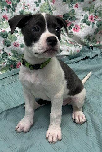 261317 Mymom, Adopted, Puppy Female American Bulldog.