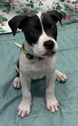 Enlarge 261317 Mymom, a Adopted American Bulldog in Wetumpka, AL image 2/3