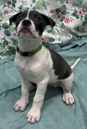 Enlarge 261317 Mymom, a Adopted American Bulldog in Wetumpka, AL image 3/3