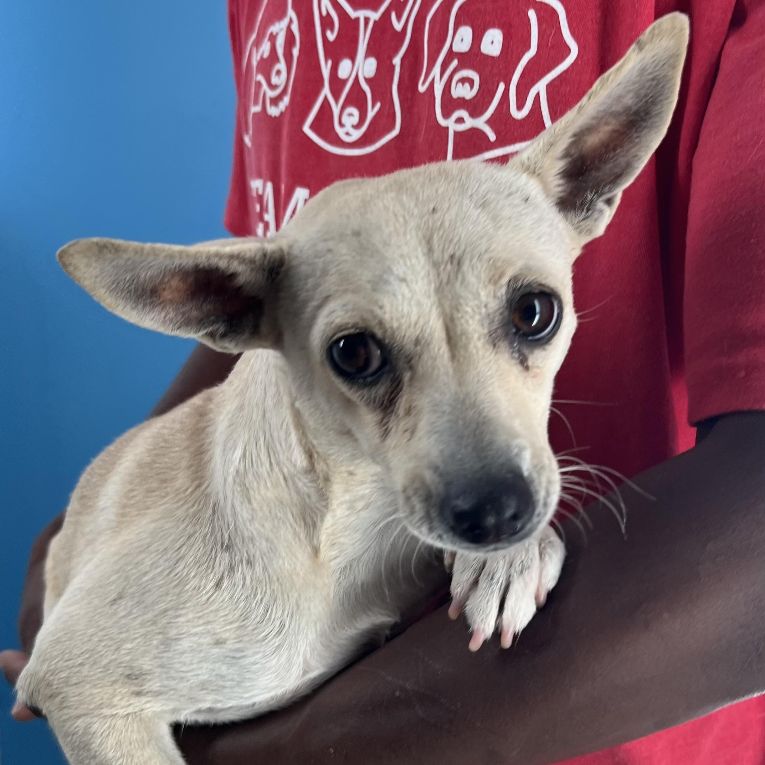 Olive - Local April 10-12, adoptable, Adult Female Chihuahua.