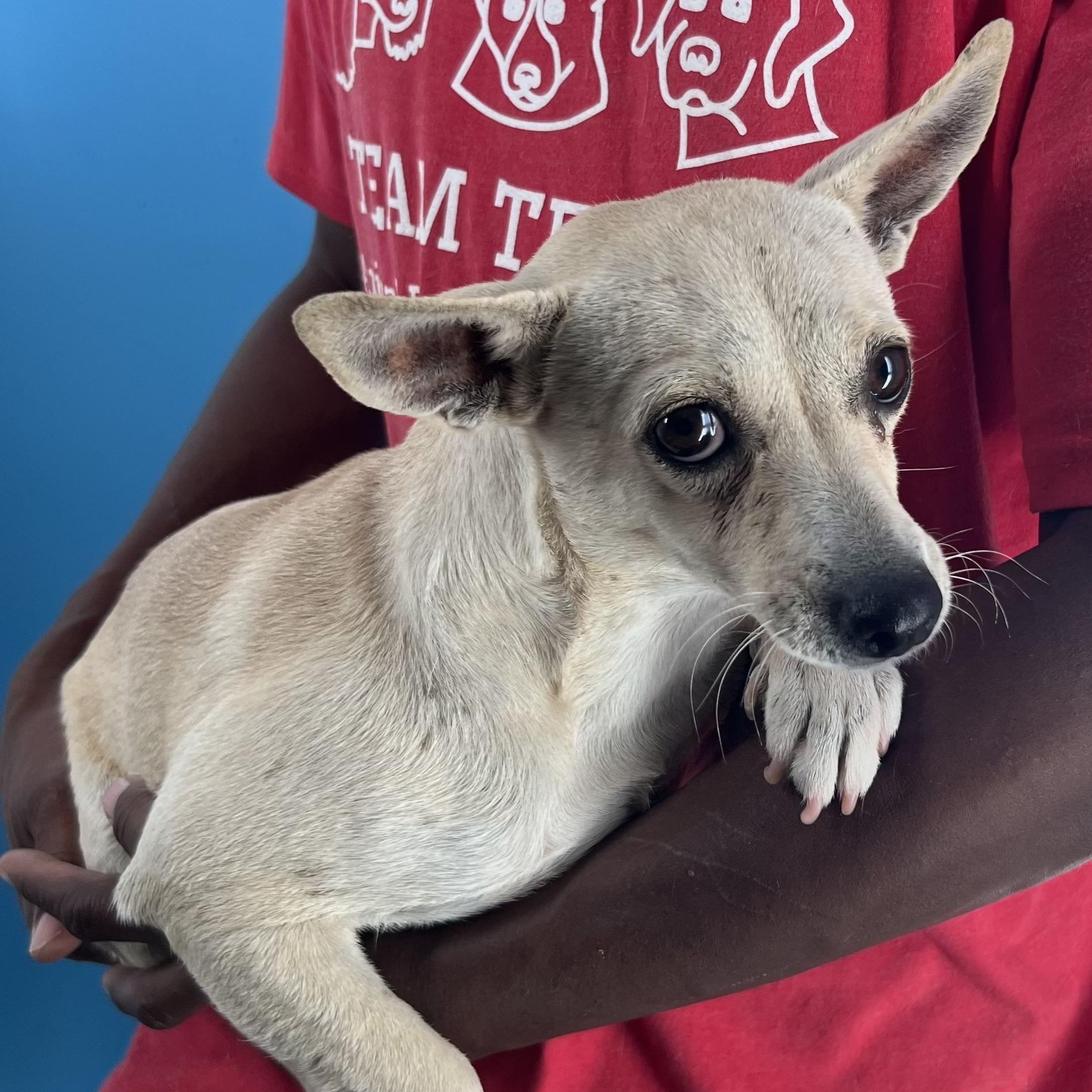 Olive  Local Oct thumbnail 2