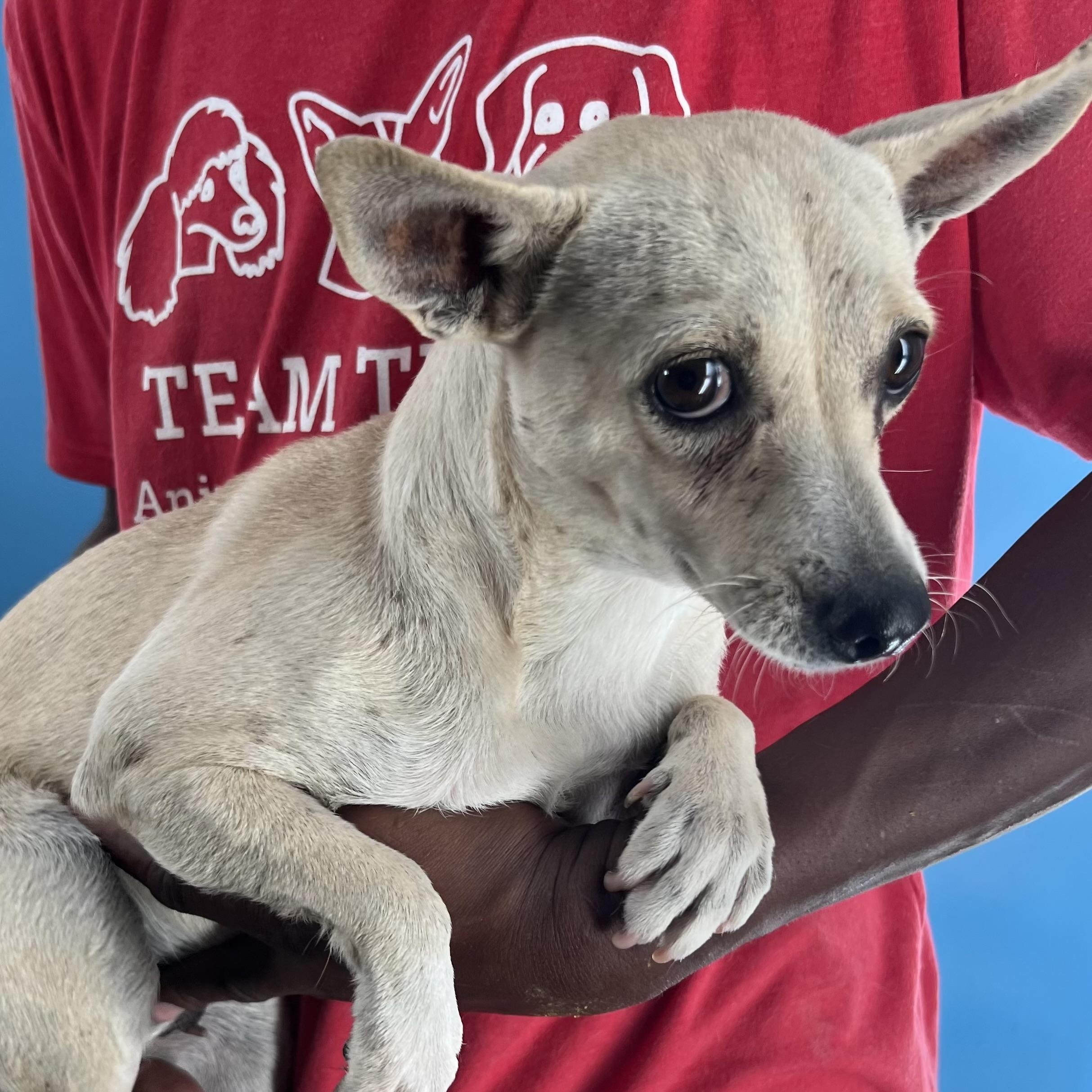 Enlarge Olive - Local April 10-12, an adoptable Chihuahua in Johnston, RI image 3/3