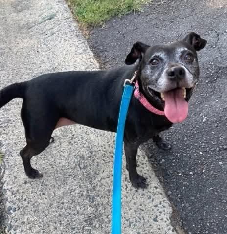 Enlarge Bertha, a Adoptable mixed breed in Lancaster, SC image 4/5