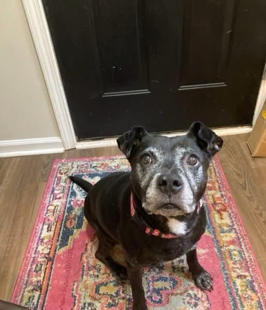 Enlarge Bertha, a Adoptable mixed breed in Lancaster, SC image 1/5