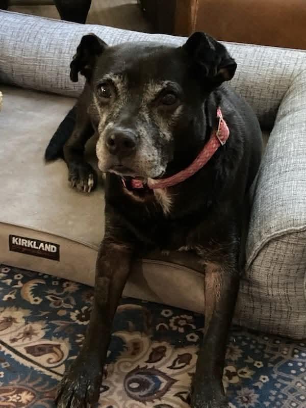 Enlarge Bertha, a Adoptable mixed breed in Lancaster, SC image 2/5