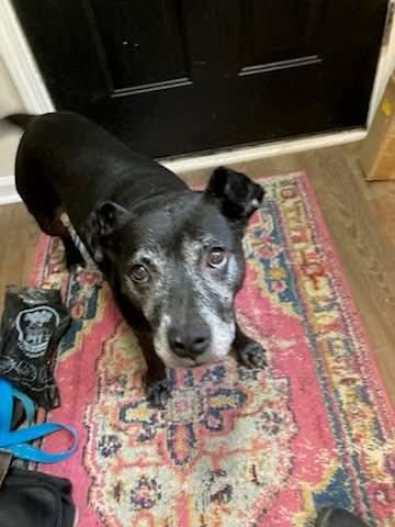 Enlarge Bertha, a Adoptable mixed breed in Lancaster, SC image 3/5