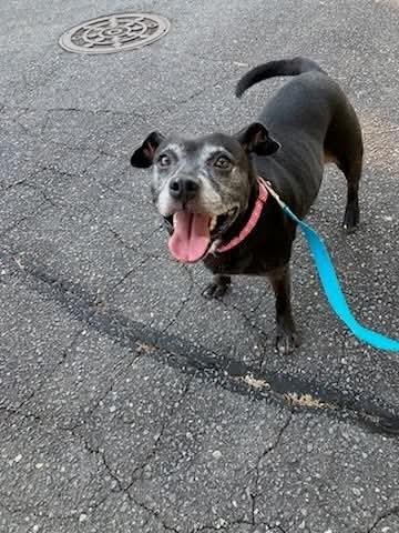 Enlarge Bertha, a Adoptable mixed breed in Lancaster, SC image 5/5